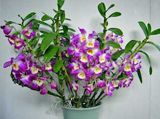 showy dendrobium